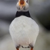 puffin_atlantic_msi_v_0483_can0296.jpg